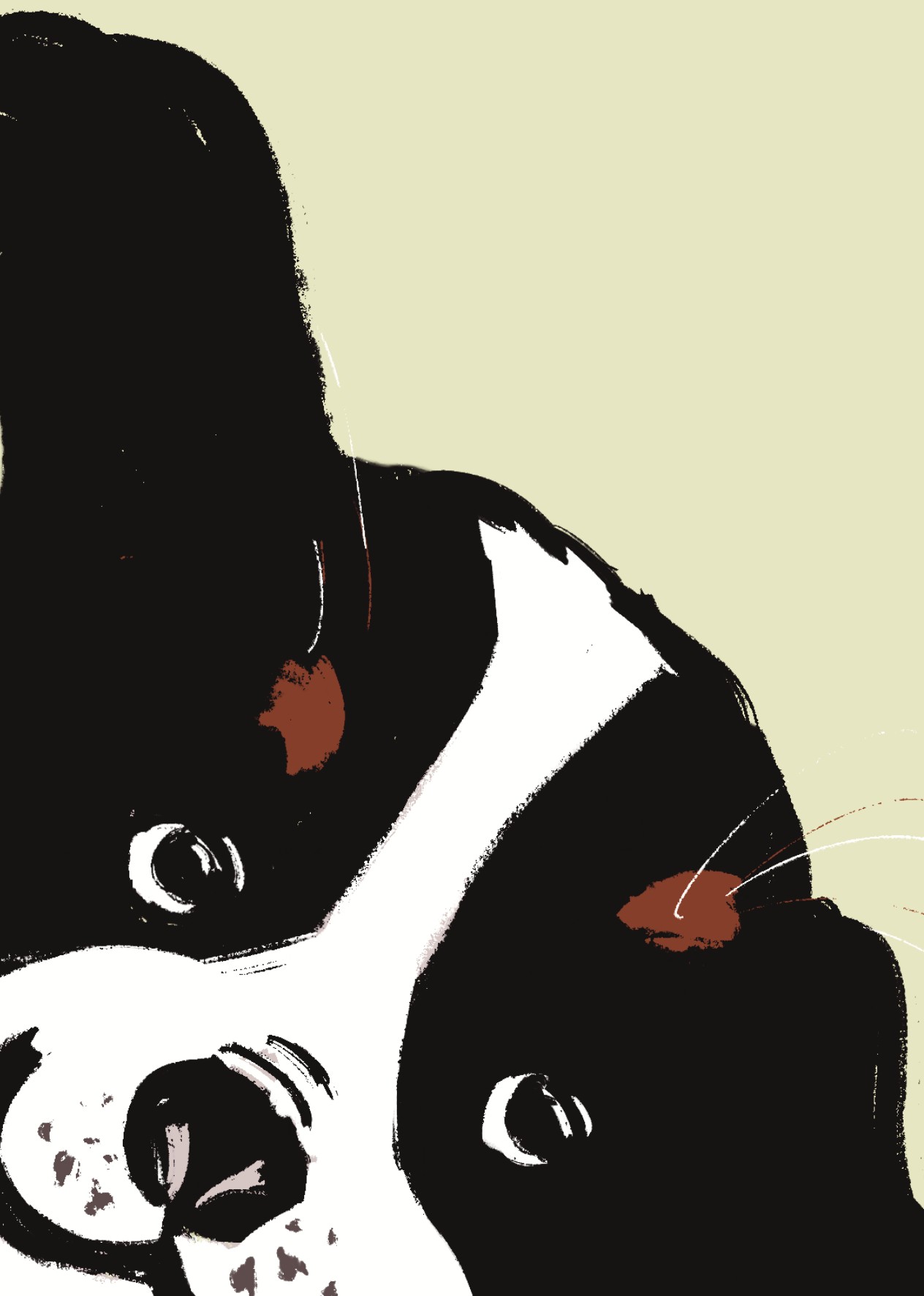 Boston Terrier